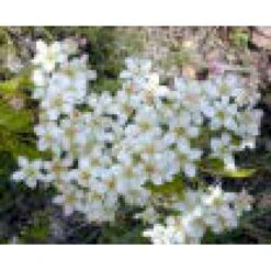 Weichsel Prunus Mahaleb Solitær Busk 150-200 Cm. - Med Klump 7 Weichsel Prunus Mahaleb Solitær Busk 150-200 Cm. - Med Klump -Osmoz Naturens Butik mi2012 prunus mahaleb 997d