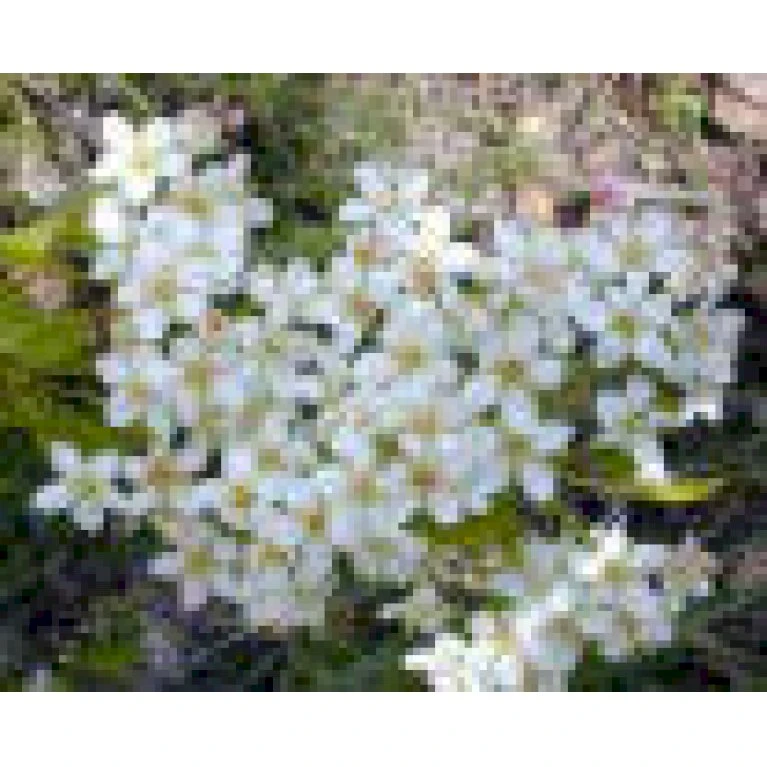 Weichsel Prunus Mahaleb Solitær Busk 150-200 Cm. - Med Klump 5 Weichsel Prunus Mahaleb Solitær Busk 150-200 Cm. - Med Klump - Billede 3