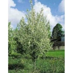 Almindelig Hæg Prunus Padus Solitær Busk 150-200 Cm. - Med Klump -Osmoz Naturens Butik mi2014 prunus padus 7d7c