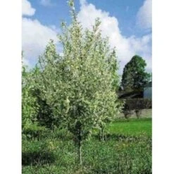 Almindelig Hæg Prunus Padus Barrods,- 2 års (1/1) 30-80 Cm.