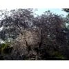 Rødbladet Hæg 'Coloratus' Prunus Padus 'Coloratus' Med Klump,- 125-150 Cm. -Osmoz Naturens Butik mi2015 prunus padus pandora 20e7