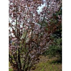 Sakhalinkirsebær Prunus Sargentii Solitær Busk 150-200 Cm. - Med Klump -Osmoz Naturens Butik mi2021 prunus sargentii 93cc