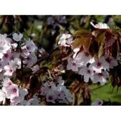 Sakhalinkirsebær Prunus Sargentii Solitær Busk 150-200 Cm. - Med Klump -Osmoz Naturens Butik mi2021 prunus sargentii c966