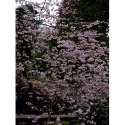 Prydkirsebær 'Accolade' Prunus 'Accolade' Opstammet 180 Cm. Med Potte -Osmoz Naturens Butik mi2024 prunus subhirtella accolade 0a88