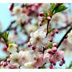 Prydkirsebær 'Accolade' Prunus 'Accolade' Solitær Busk 150-200 Cm. - Med Klump -Osmoz Naturens Butik mi2024 prunus subhirtella accolade 5cb5