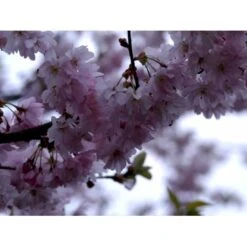 Prydkirsebær 'Accolade' Prunus 'Accolade' Solitær Busk 150-200 Cm. - Med Klump -Osmoz Naturens Butik mi2024 prunus subhirtella accolade 7e1a 1