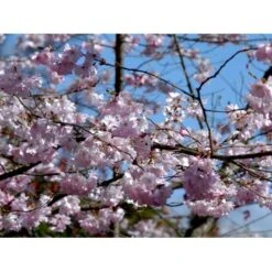 Prydkirsebær 'Accolade' Prunus 'Accolade' Solitær Busk 150-200 Cm. - Med Klump -Osmoz Naturens Butik mi2024 prunus subhirtella accolade ca0c 1