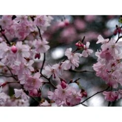 Prydkirsebær 'Accolade' Prunus 'Accolade' Solitær Busk 150-200 Cm. - Med Klump -Osmoz Naturens Butik mi2024 prunus subhirtella accolade d6f3 1