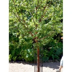Tibetansk Kirsebær Prunus Serrula Med Klump,- 125-150 Cm. -Osmoz Naturens Butik mi2026 prunus serrula 4a17