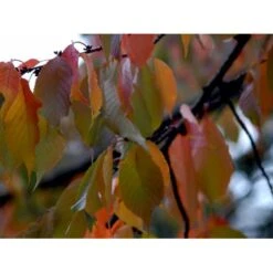 Tibetansk Kirsebær Prunus Serrula Med Klump,- 125-150 Cm. -Osmoz Naturens Butik mi2026 prunus serrula d0e3