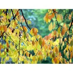 Tibetansk Kirsebær Prunus Serrula Med Klump,- 125-150 Cm. -Osmoz Naturens Butik mi2026 prunus serrula fc5a