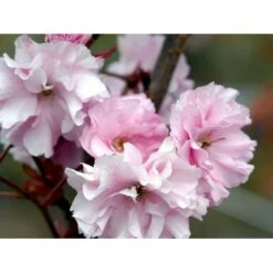Japansk Kirsebær 'Kanzan' Prunus Serrulata 'Kanzan' Solitær Busk 150-200 Cm. - Med Klump -Osmoz Naturens Butik mi2032 prunus serrulata kanzan 46e0