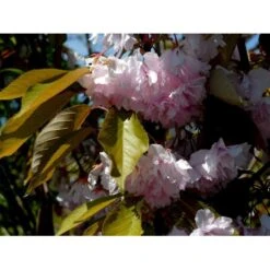 Japansk Kirsebær 'Kanzan' Prunus Serrulata 'Kanzan' Opstammet 220 Cm. Stammeomk. 8-10 Cm. 20 L. Potte 16 Japansk Kirsebær 'Kanzan' Prunus Serrulata 'Kanzan' Opstammet 220 Cm. Stammeomk. 8-10 Cm. 20 L. Potte -Osmoz Naturens Butik mi2032 prunus serrulata kanzan 8197 1