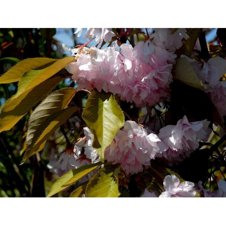 Japansk Kirsebær 'Kanzan' Prunus Serrulata 'Kanzan' Opstammet 220 Cm. Stammeomk. 8-10 Cm. 20 L. Potte 9 Japansk Kirsebær 'Kanzan' Prunus Serrulata 'Kanzan' Opstammet 220 Cm. Stammeomk. 8-10 Cm. 20 L. Potte - Billede 7