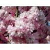 Japansk Kirsebær 'Kanzan' Prunus Serrulata 'Kanzan' Solitær Busk 150-200 Cm. - Med Klump -Osmoz Naturens Butik mi2032 prunus serrulata kanzan 83e1