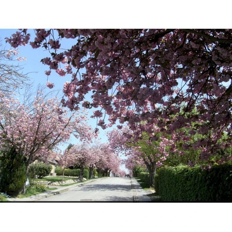 Japansk Kirsebær 'Kanzan' Prunus Serrulata 'Kanzan' Opstammet 220 Cm. Stammeomk. 8-10 Cm. 20 L. Potte 10 Japansk Kirsebær 'Kanzan' Prunus Serrulata 'Kanzan' Opstammet 220 Cm. Stammeomk. 8-10 Cm. 20 L. Potte - Billede 8