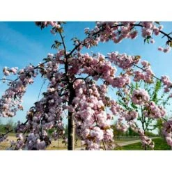 Hængende Japansk Kirsebær 'Kiku-Shidare-Sakura' Prunus Serrulata 'Kiku-shidare-sakura' Opstammet 150 Cm. Med Potte -Osmoz Naturens Butik mi2039 prunus serrulata kiku shidare 1b8f