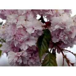 Hængende Japansk Kirsebær 'Kiku-Shidare-Sakura' Prunus Serrulata 'Kiku-shidare-sakura' Opstammet 150 Cm. Med Potte -Osmoz Naturens Butik mi2039 prunus serrulata kiku shidare 91dd