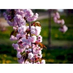 Hængende Japansk Kirsebær 'Kiku-Shidare-Sakura' Prunus Serrulata 'Kiku-shidare-sakura' Opstammet 150 Cm. Med Potte -Osmoz Naturens Butik mi2039 prunus serrulata kiku shidare ba1f