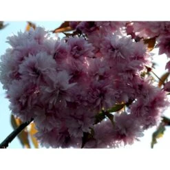 Hængende Japansk Kirsebær 'Kiku-Shidare-Sakura' Prunus Serrulata 'Kiku-shidare-sakura' Opstammet 150 Cm. Med Potte -Osmoz Naturens Butik mi2039 prunus serrulata kiku shidare e8e1