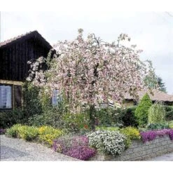 Hængende Japansk Kirsebær 'Kiku-Shidare-Sakura' Prunus Serrulata 'Kiku-shidare-sakura' Opstammet 150 Cm. Med Potte -Osmoz Naturens Butik mi2039 prunus serrulata kiku shidare f33b