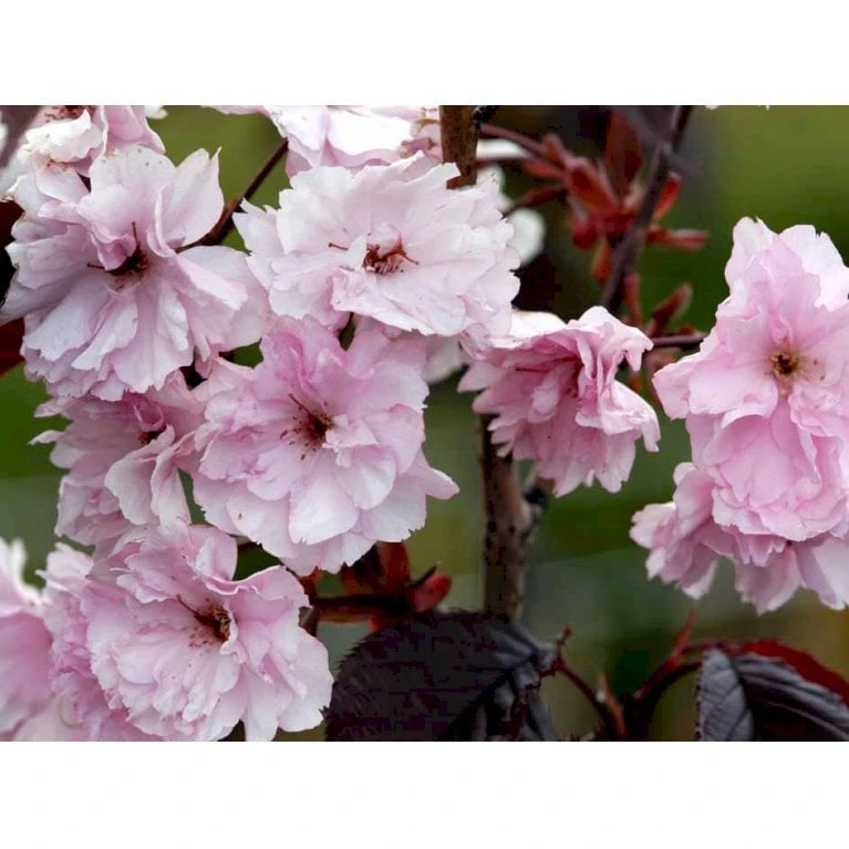 Rødbladet Japansk Kirsebær 'Royal Burgundy' Prunus Serrulata 'Royal Burgundy' Opstammet 120 Cm. Med Potte 6 Rødbladet Japansk Kirsebær 'Royal Burgundy' Prunus Serrulata 'Royal Burgundy' Opstammet 120 Cm. Med Potte - Billede 4