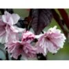 Rødbladet Japansk Kirsebær 'Royal Burgundy' Prunus Serrulata 'Royal Burgundy' Opstammet 120 Cm. Med Potte -Osmoz Naturens Butik mi2040 prunus serrulata royal burgundy ba6c