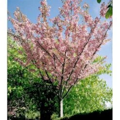 Japansk Kirsebær 'Kanzan' Prunus Serrulata 'Kanzan' Opstammet 220 Cm. Stammeomk. 8-10 Cm. 20 L. Potte 15 Japansk Kirsebær 'Kanzan' Prunus Serrulata 'Kanzan' Opstammet 220 Cm. Stammeomk. 8-10 Cm. 20 L. Potte -Osmoz Naturens Butik mi2041 prunus serrulata kanzan abc5 1