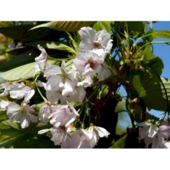 Japansk Søjlekirsebær Prunus Serulata 'Amanogawa' Potte 20 Liter,- 150-175 Cm. -Osmoz Naturens Butik mi2042 prunus serrulata amanogawa 7343