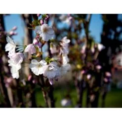 Japansk Søjlekirsebær Prunus Serulata 'Amanogawa' Potte 20 Liter,- 150-175 Cm. -Osmoz Naturens Butik mi2042 prunus serrulata amanogawa f06a