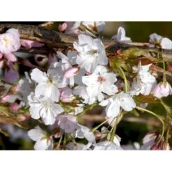 Japansk Søjlekirsebær Prunus Serulata 'Amanogawa' Potte 20 Liter,- 150-175 Cm. -Osmoz Naturens Butik mi2042 prunus serrulata amanogawa fd55