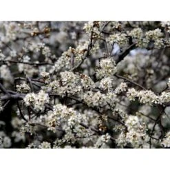 Slåen Prunus Spinosa Barrods,- 1 års (1/0) 30-80 Cm.