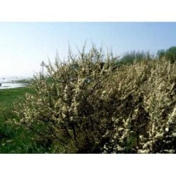 Slåen Prunus Spinosa Barrods,- 1 års (1/0) 30-80 Cm. -Osmoz Naturens Butik mi2043 prunus spinosa a59a