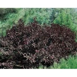Dværgblodblomme Prunus X Cistena Opstammet 110 Cm. 7,5 Liter Potte -Osmoz Naturens Butik mi2054 prunus x cistena 60d3