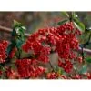 Ildtorn 'Orange Glow' Pyracantha Coccinea 'Orange Glow' 3,5 Liter Potte -Osmoz Naturens Butik mi2080 pyracantha coccinea orange glow b963