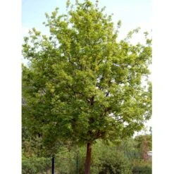 Stilkeg Quercus Robur Alletræ, Stammeomkreds 30-35 Cm. Med Klump -Osmoz Naturens Butik mi2118 quercus robur 181b
