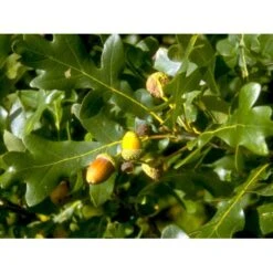 Stilkeg Quercus Robur Alletræ, Stammeomkreds 30-35 Cm. Med Klump -Osmoz Naturens Butik mi2118 quercus robur 5895