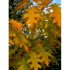 Stilkeg Quercus Robur Barrods,- 2 års (2/0) 30-80 Cm. -Osmoz Naturens Butik mi2118 quercus robur db96 1