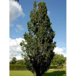 Pyramideeg Quercus Robur 'Fastigiata' Heister 175-200 Cm. Med Potte -Osmoz Naturens Butik mi2125 quercus robur fastigiata 8db9