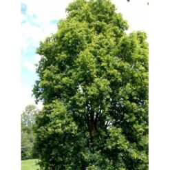 Pyramideeg Quercus Robur 'Fastigiata' Heister 175-200 Cm. Med Potte -Osmoz Naturens Butik mi2125 quercus robur fastigiata 9043