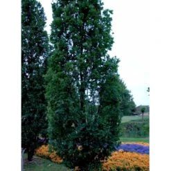 Pyramideeg Quercus Robur 'Fastigiata' Heister 175-200 Cm. Med Potte