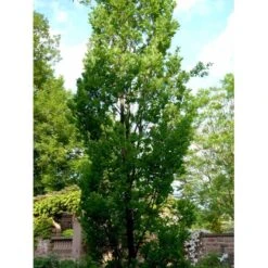 Pyramideeg Quercus Robur 'Fastigiata' Heister 175-200 Cm. Med Potte -Osmoz Naturens Butik mi2125 quercus robur fastigiata d2b0