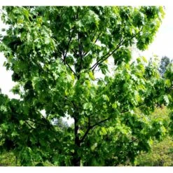 Rødeg Quercus Rubra Barrods,- 2 års (1/1) 30-80 Cm. -Osmoz Naturens Butik mi2126 quercus rubra 1797