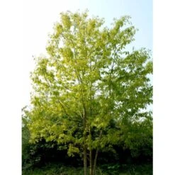 Rødeg Quercus Rubra Barrods,- 2 års (1/1) 30-80 Cm. -Osmoz Naturens Butik mi2126 quercus rubra bb38
