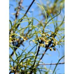 Fligbladet Tørstetræ Rhamnus Frangula 'Asplenifola' Opstammet 80 Cm. Med Potte -Osmoz Naturens Butik mi2137 rhamnus frangula aspleniifolia 3eec