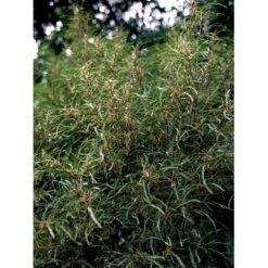 Fligbladet Tørstetræ Rhamnus Frangula 'Asplenifola' Opstammet 80 Cm. Med Potte -Osmoz Naturens Butik mi2137 rhamnus frangula aspleniifolia 61ff