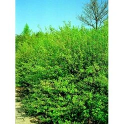 Fjeldribs 'Dima' Ribes Alpinum 'Dima' 3,5 Liter Potte -Osmoz Naturens Butik mi2146 ribes alpinum dima 570e