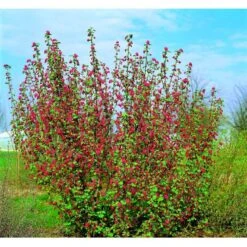 Blodribs 'Koja' Ribes Sanguineum 'Koja' 5 Liter Potte 7 Blodribs 'Koja' Ribes Sanguineum 'Koja' 5 Liter Potte -Osmoz Naturens Butik mi2149 ribes sanguineum koja dc84