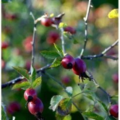 Hunderose Rosa Canina Barrods,- 1 års (1/0) 30-50 Cm. -Osmoz Naturens Butik mi2175 rosa canina 1753