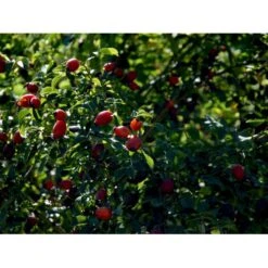 Hunderose Rosa Canina Barrods,- 1 års (1/0) 30-50 Cm. -Osmoz Naturens Butik mi2175 rosa canina cece